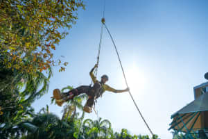 Climbing Arborist required for busy Darwin tree removal business