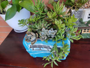 Succulent arrangement in camper planter