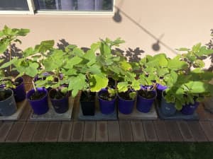 FIG PLANTS - PLEASE READ AD