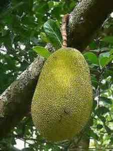 Jackfruit trees