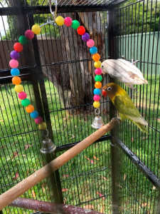 Pair of mated love birds 2 years old not hand raised.