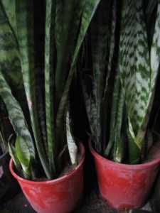 Mother in law tongue plants, discounts for multi-purchases