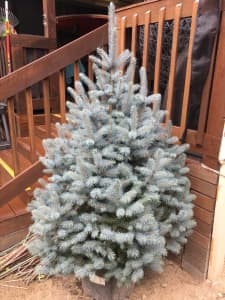 Live Fir X-mas/ Christmas Tree 1800mm heigh in pot (keeps on growing)