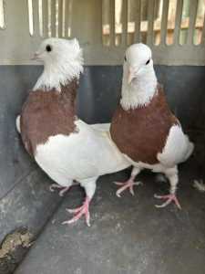 Up for sale Iranian Toghi pigeons and racing