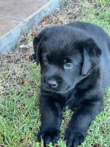 READY NOW!! Purebred Black Labrador Puppy