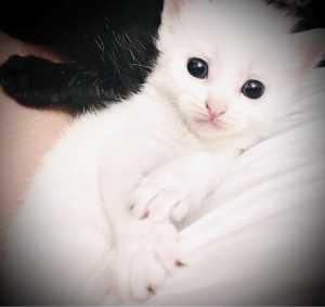 9weeks kitten white snowy white blue eyes.