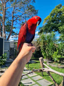 Baby grand eclectus 