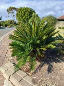 Cycad old plant