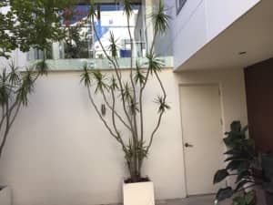 Dracaenas plants x3