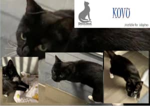 KOVU - Rescue Cat, Vetwork complete! Deedlebug Cat Rescue