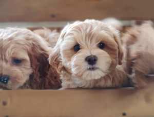 Teacup size toy Maltipoo puppies