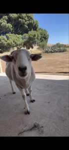 Pet friendly sheep x 4