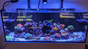 Reef tank shutdown coral