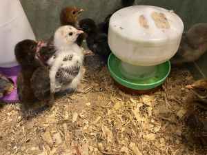 Chicks available. Baby bantam chickens