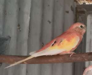 Bourke parrots, rosa pied