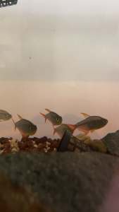 Breeding group of columbian tetras with babies