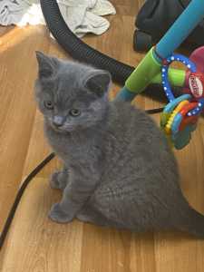 British Shorthair , Lilac and Blue..