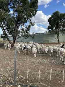 White Dorper ewes and wethers