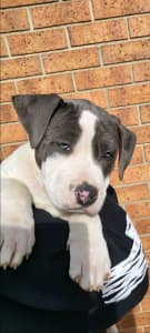American Staffordshire Terrier blue / white pup Staffy amstaff
