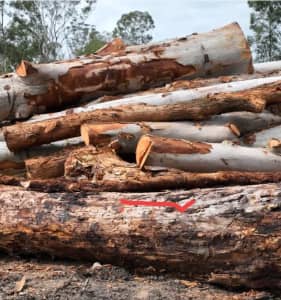 Wanted: Hardwood logs/tress wanted