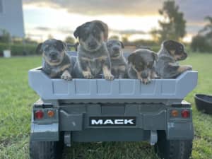 Purebred Australian cattle dog pups 