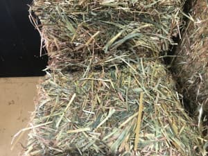 green oaten hay suit Rabbits . New seasons