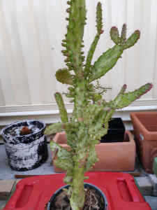 Cactus plant(sold)