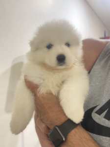 Samoyed Puppy : 2 Boys Left : 6 weeks old ready to go in 2 weeks.