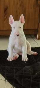 Miniature bull terriers for sale