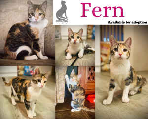 Fern! Pretty as a picture tortie girl - Deedlebug Cat Rescue