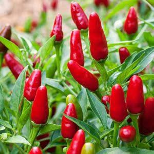 Red hot chilli seedlings for sale 