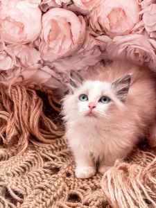 Ragdoll kittens available NOW .