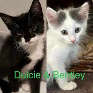 Dulcie & Bentley - Perth Animal Rescue Inc vet work cat/kitten