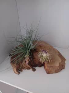 Air plant feature