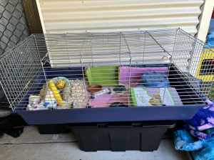 Guinea pig cage and accessories
