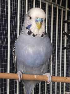 Grey budgies for sale