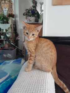 DSH male Kitten for sale $100