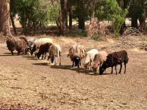 18 Dorper sheep , rams and ewes, make an offer