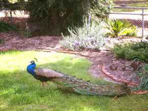 Peacock (male) 2yo