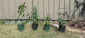 Chilli plant $8 each