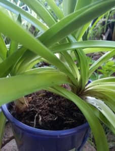 CHEAP clumps/pots of AGAPANTHUS- bare-rooted & ready to plant.