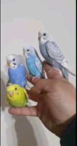 Tame baby budgies ready for new home