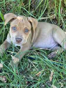 American Staffy FOR SALE