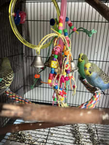 3 Budgies to a loving home