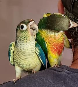 Pet Birds and Parrots