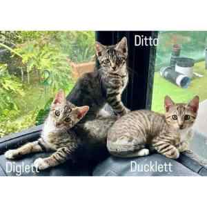 10043/4/2: Diglett/Ditto/Ducklett - ADOPT CATS - Vet Work Included