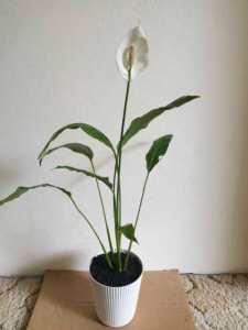 Peace Lilly - Great houseplant or xmas present - Madonna Spathiphyllum
