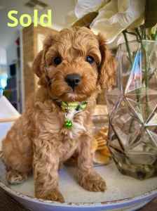 *** ALL SOLD *** Premium Cavoodle Puppies - Ready 5th April