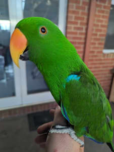 Male Eclectus Parrot and Cage $1200ono