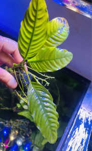 Large Anubias coffeelia for planted aquarium